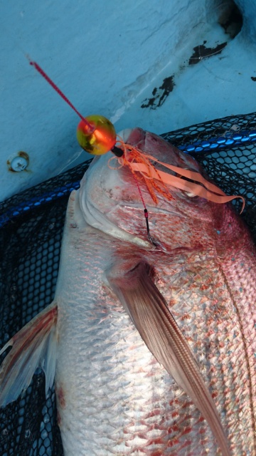 海晴丸 釣果