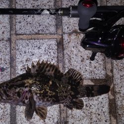 ロックフィッシュタックル ジャングルジムモニター投稿　抜群の根掛かり回避能力でタケノコメバル