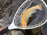 秩父フライフィールド 釣果