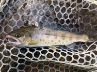 秩父フライフィールド 釣果