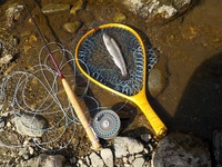 秩父フライフィールド 釣果