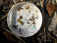 秩父フライフィールド 釣果