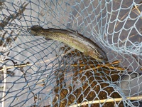 秩父フライフィールド 釣果