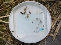 秩父フライフィールド 釣果