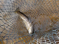 秩父フライフィールド 釣果