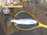 秩父フライフィールド 釣果