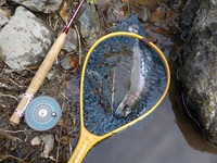 秩父フライフィールド 釣果