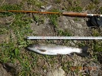 秩父フライフィールド 釣果