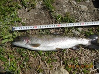 秩父フライフィールド 釣果