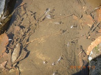 秩父フライフィールド 釣果