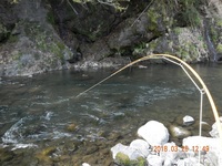 秩父フライフィールド 釣果