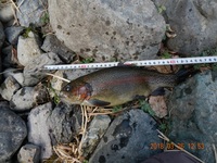 秩父フライフィールド 釣果