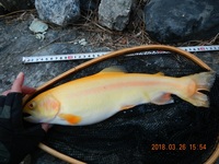 秩父フライフィールド 釣果