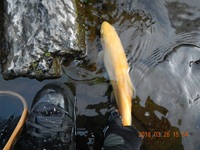 秩父フライフィールド 釣果