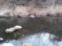 秩父フライフィールド 釣果