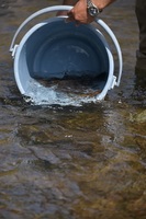 秩父フライフィールド 釣果