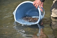 秩父フライフィールド 釣果