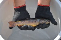 秩父フライフィールド 釣果