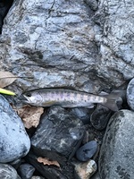 秩父フライフィールド 釣果