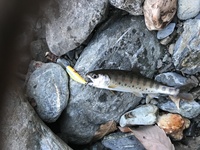 秩父フライフィールド 釣果