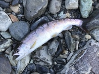 秩父フライフィールド 釣果