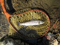 秩父フライフィールド 釣果