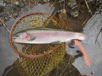 秩父フライフィールド 釣果