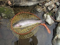 秩父フライフィールド 釣果