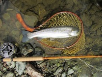 秩父フライフィールド 釣果