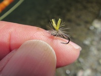 秩父フライフィールド 釣果