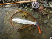 秩父フライフィールド 釣果