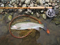 秩父フライフィールド 釣果