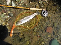 秩父フライフィールド 釣果