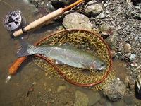 秩父フライフィールド 釣果