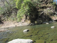 秩父フライフィールド 釣果