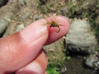 秩父フライフィールド 釣果
