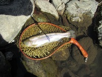 秩父フライフィールド 釣果