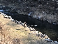 秩父フライフィールド 釣果