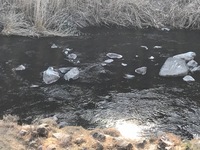 秩父フライフィールド 釣果