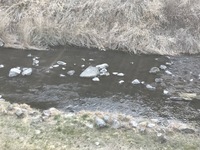 秩父フライフィールド 釣果