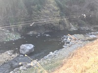 秩父フライフィールド 釣果