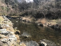 秩父フライフィールド 釣果