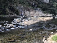 秩父フライフィールド 釣果