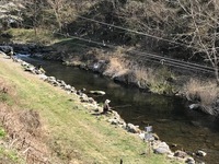 秩父フライフィールド 釣果