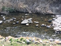 秩父フライフィールド 釣果