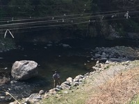 秩父フライフィールド 釣果