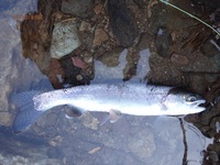 秩父フライフィールド 釣果