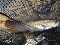 秩父フライフィールド 釣果