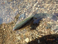 秩父フライフィールド 釣果