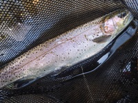 秩父フライフィールド 釣果